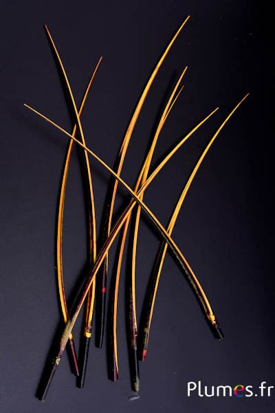 Oie rachis - 25-30 cm - noir-or aztèque